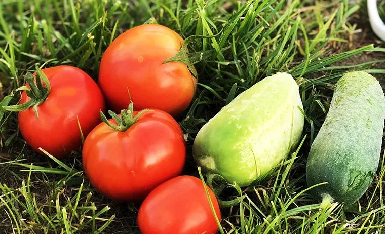 Јавни позив за кооперантску производњу кромпира у 2025. години